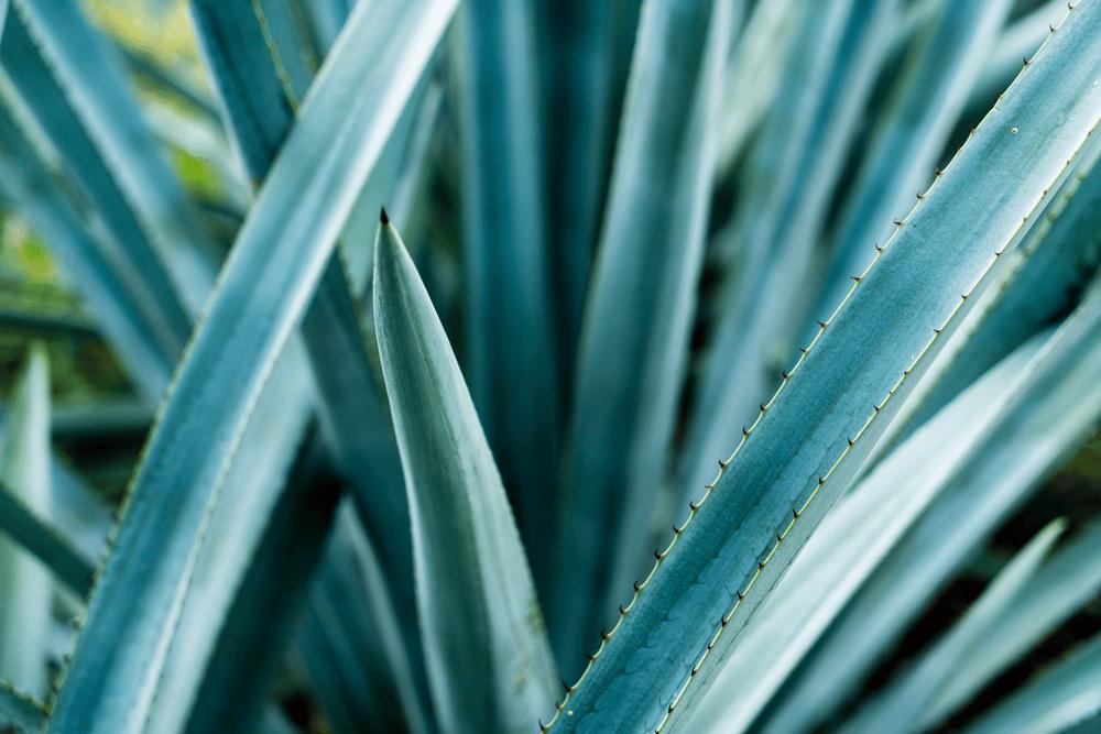 Agave